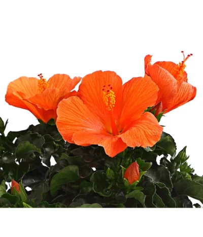 Zimmerhibiskus - Hibiscus Rosa-sinensis, Verschiedene Sorten -Haus Pflanzen Welt 8595241 WE DE 001 HibiskusHibiscusBuschT17DehnerExpressHerzig