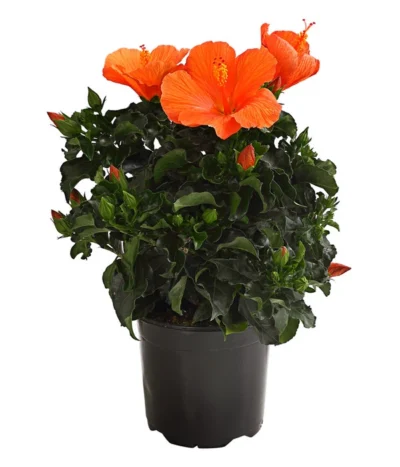 Zimmerhibiskus - Hibiscus Rosa-sinensis, Verschiedene Sorten -Haus Pflanzen Welt 8595241 WE FS 001 HibiskusHibiscusBuschT17OWDehnerExpressHerzig