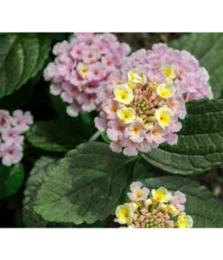 Wandelröschen, Busch -Haus Pflanzen Welt 8595910 8589418 8589426 8589392 LantanaWandelroeschenUveSauer