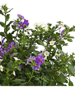 Enzianstrauch-Duo, Busch -Haus Pflanzen Welt 8596074 WE DE 001 LycianthesRantonetiiBuschTwinDehnerExpressHerzig