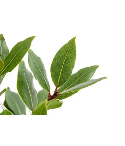 Echter Lorbeer, Stämmchen -Haus Pflanzen Welt 8596140 PR DE 001 LorbeerLaurusNobilisStammT18DehnerExpressHerzig