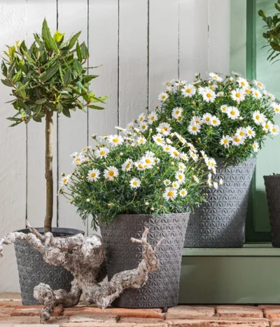 Echter Lorbeer, Stämmchen -Haus Pflanzen Welt 8596280 WE MO 001 MargeritenBuschWeissT18 LorbeerStamm