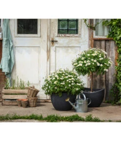 Margerite, Busch, Weiß -Haus Pflanzen Welt 8596595 WE MO 001 MargeritenStamm