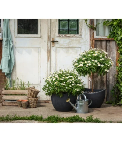 Margerite, Busch, Weiß -Haus Pflanzen Welt 8596595 WE MO 001 MargeritenStamm