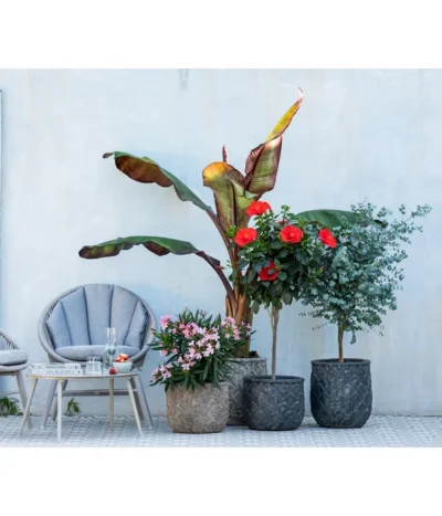 Eukalyptus, Stämmchen -Haus Pflanzen Welt 8596744 WE MO 001 NeriumOleander 1