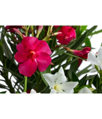 Oleander-Duo -Haus Pflanzen Welt 8596835 WE DE 001 OleanderTwinBuschT20