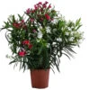 Oleander-Duo -Haus Pflanzen Welt 8596835 WE FS 001 OleanderTwinBuschT20