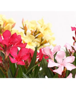 Oleander-Trio 10 Oleander-Trio -Haus Pflanzen Welt 8596843 PR DE 001 OleanderBuschTricolorT19DehnerExpressHerzig