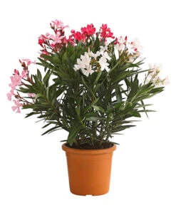 Oleander-Trio 9 Oleander-Trio -Haus Pflanzen Welt 8596843 PR FS 002 OleanderBuschTricolorT19DehnerExpressHerzig