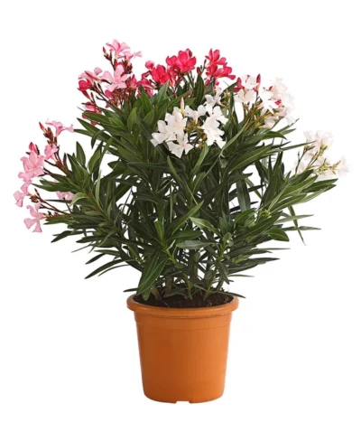 Oleander-Trio -Haus Pflanzen Welt 8596843 PR FS 002 OleanderBuschTricolorT19DehnerExpressHerzig