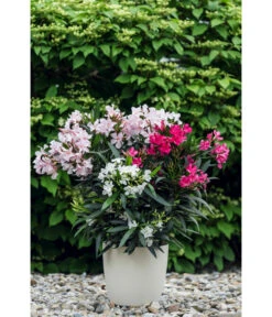 Oleander-Trio 12 Oleander-Trio -Haus Pflanzen Welt 8596843 PR MO 001 OleanderTricolorLucknerMai2015