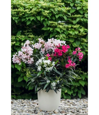 Oleander-Trio -Haus Pflanzen Welt 8596843 PR MO 001 OleanderTricolorLucknerMai2015