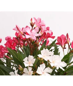 Oleander-Trio 11 Oleander-Trio -Haus Pflanzen Welt 8596843 WE DE 002 OleanderBuschTricolorT19DehnerExpressHerzig