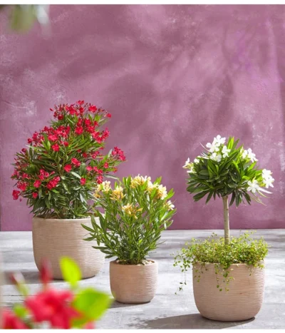 Oleander, Busch -Haus Pflanzen Welt 8596850 PR MO 006 8590200 OleanderStandard Nerium oleander Oleander Staemmchen Oleander Busch UveSauerrd