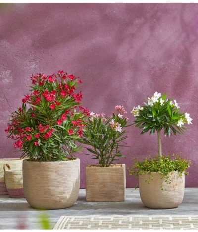 Oleander, Busch -Haus Pflanzen Welt 8596850 PR MO 009 8590200 OleanderStandard Nerium oleander Oleander Staemmchen Oleander Busch UveSauer