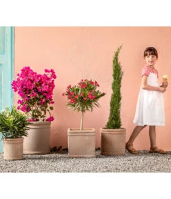 Drillingsblume 'Renate', Spalier -Haus Pflanzen Welt 8596868 WE MO 005 ToskanaDrillingsblume