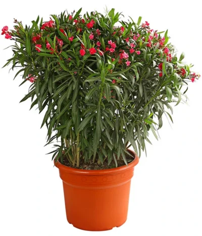 XXL Oleander, Verschiedene Sorten, Ca. 130-150 Cm