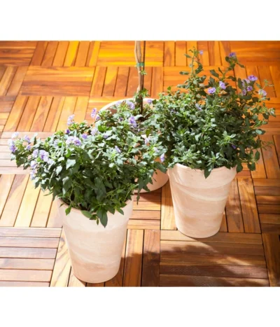 Enzianstrauch, Busch -Haus Pflanzen Welt 8596975 BildM 001 BlauerEnzianbaumLycianthesRantBusch17