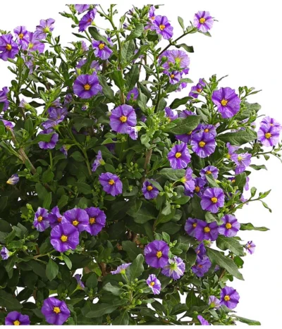 Enzianstrauch, Busch -Haus Pflanzen Welt 8596975 WE DE 001 LycianthesRantonetiiBuschBlauT17DehnerExpressHerzig