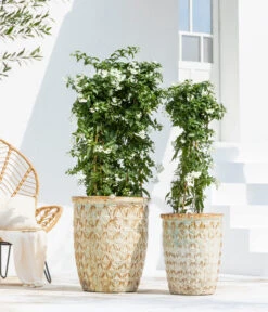 Jasminblütiger Nachtschatten, Säule -Haus Pflanzen Welt 8597098 WE MO 001 NachtschattenSolanumJasminoides