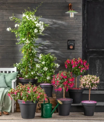 Fuchsie, Verschiedene Sorten -Haus Pflanzen Welt 8597098 WE MO 001 SommerjasminFuchsie