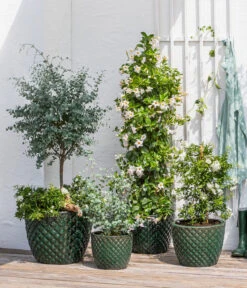 Jasminblütiger Nachtschatten, Säule -Haus Pflanzen Welt 8597098 WE MO 002 DipladeniaEucalyptusSolanumJasmin