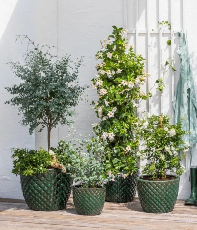 Jasminblütiger Nachtschatten, Säule -Haus Pflanzen Welt 8597098 WE MO 002 DipladeniaEucalyptusSolanumJasmin