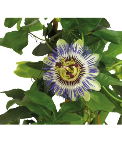 Passionsblume, Pyramide -Haus Pflanzen Welt 8597122 PR DE 020 PassifloraPassionsblumeT19DehnerHerzig