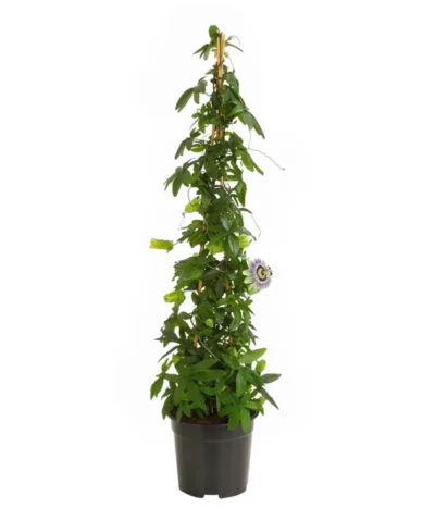 Passionsblume, Pyramide -Haus Pflanzen Welt 8597122 PR FS 015 PassifloraPassionsblumeT19DehnerHerzig