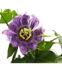 Passionsblume, Pyramide 8 Passionsblume, Pyramide -Haus Pflanzen Welt 8597122 WE DE 001 PassifloraVerschiedeneSortenT19OWDehnerExpressHerzig