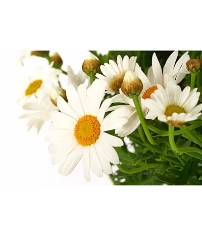 Margerite 'Bofinger', Stämmchen -Haus Pflanzen Welt 8597809 PR DE 001 MargeritenBofingerSt18DehnerExpressHerzig