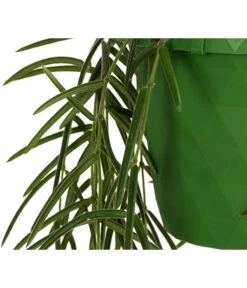 Wachsblume - Hoya Linearis, Ampel 7 Wachsblume - Hoya Linearis, Ampel -Haus Pflanzen Welt 8598096 WE DE 002 HoyaLinearisAmpelT12