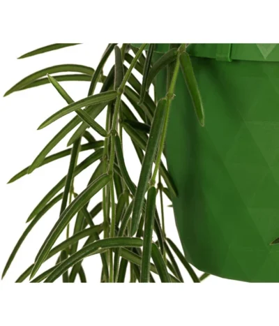 Wachsblume - Hoya Linearis, Ampel 7 Wachsblume - Hoya Linearis, Ampel -Haus Pflanzen Welt 8598096 WE DE 002 HoyaLinearisAmpelT12