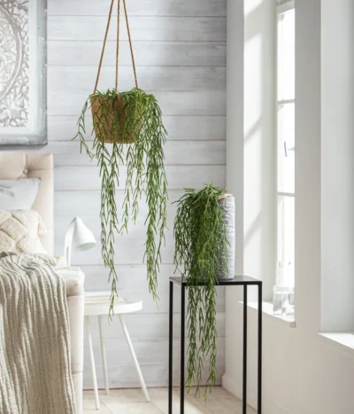 Dehner Seegras-Ampel Igmar -Haus Pflanzen Welt 8598096 WE MO 001 HoyaLinearisT12 2