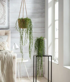 Haus Pflanzen Welt -Haus Pflanzen Welt 8598096 WE MO 001 HoyaLinearisT12