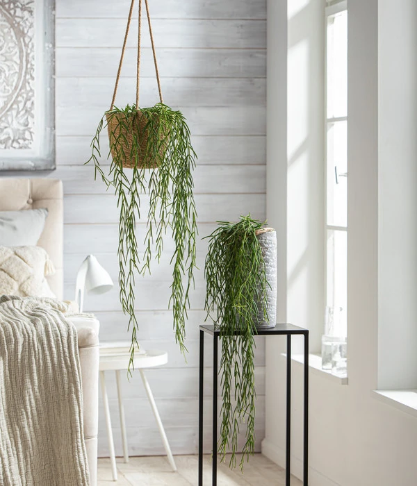 Wachsblume - Hoya Linearis, Ampel 4 Wachsblume - Hoya Linearis, Ampel – Bild 2