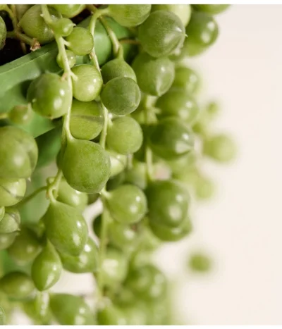 Erbsenpflanze - Senecio Rowleyanus -Haus Pflanzen Welt 8598112 PR DE 001 ErbsenpflanzeSenecioRowleyanusT14DehnerExpressZS