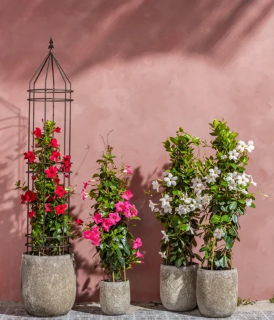 Dipladenie, Pyramide -Haus Pflanzen Welt 8599086 8584922 8585341 WE MO 001 DipladeniaPyramide