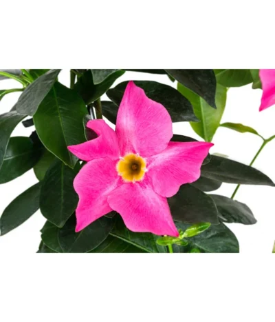 Dipladenie, Herzform, Verschiedene Farben -Haus Pflanzen Welt 8599094 WE DE 001 DipladenieHerzRosaT17