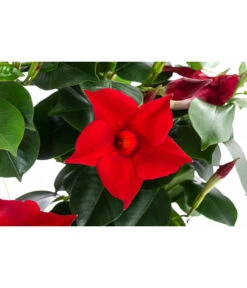 Dipladenie, Herzform, Verschiedene Farben 9 Dipladenie, Herzform, Verschiedene Farben -Haus Pflanzen Welt 8599094 WE DE 001 DipladenieHerzRotT17