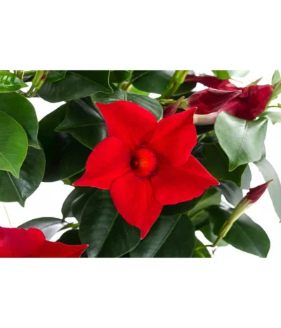 Dipladenie, Herzform, Verschiedene Farben -Haus Pflanzen Welt 8599094 WE DE 001 DipladenieHerzRotT17