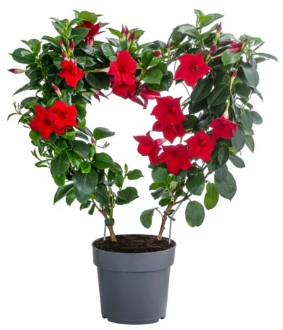 Dipladenie, Herzform, Verschiedene Farben -Haus Pflanzen Welt 8599094 WE FS 001 DipladenieHerzRotT17