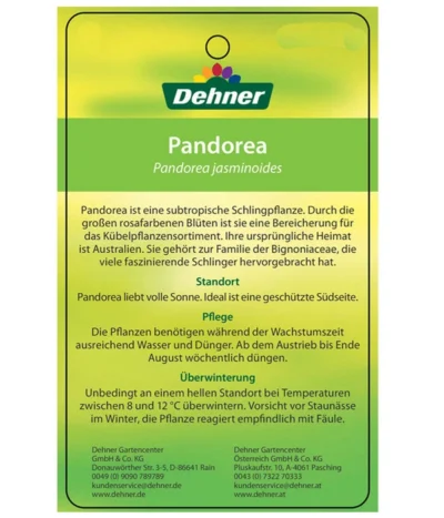 Laubenwein -Haus Pflanzen Welt 8600397 PandoreaEtikett2
