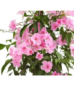 Laubenwein -Haus Pflanzen Welt 8600397 WE DE 001 PandoreaJasminoidesLaubenweinRosaHerzig