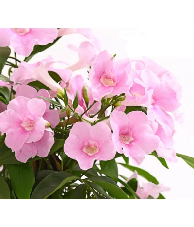 Laubenwein -Haus Pflanzen Welt 8600397 WE DE 002 PandoreaJasminoidesPyramideT19DehnerExpressHerzig