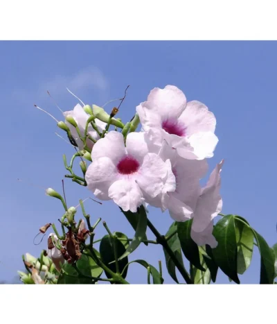 Laubenwein -Haus Pflanzen Welt 8600397 WE MO 001 PandoreajasminoidesPixabay