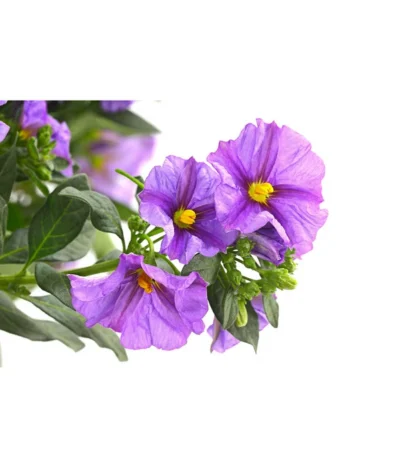 Blauer Enzianstrauch -Haus Pflanzen Welt 8600835 PR DE 001 LycianthesRantonettiBlauSt27PRDehnerExpressHerzig