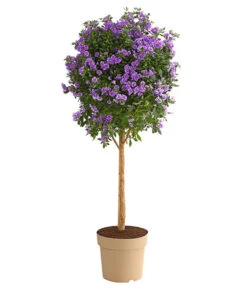 Blauer Enzianstrauch