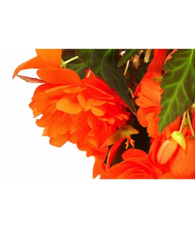 Hängebegonie 'Belina®', Ampel -Haus Pflanzen Welt 8602310 WE DE 001 HaengebegonieBelinaAmpelT27