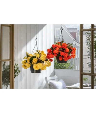 Hängebegonie 'Belina®', Ampel -Haus Pflanzen Welt 8602310 WE MO 001 HaengebegonieBelinaAmpel